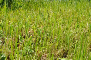 Rasen wieder fit machen – So gehts!