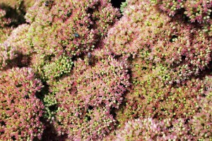 Fetthennen – Pflanzung, Pflege und Vermehrung