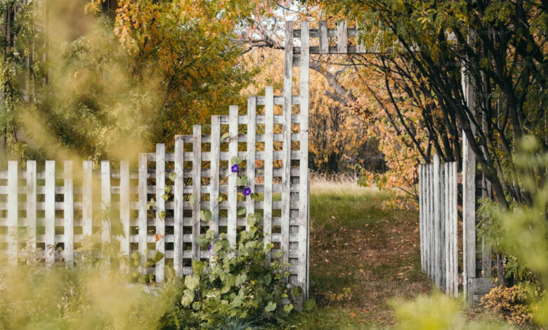 Den Gartenzaun gegen Wind und Befall wappnen