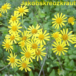 Jakobskreuzkraut bekämpfen – So begegnen Sie der hochgiftigen Gefahr