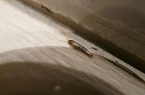 Silberfische bekämpfen – Die besten Mittel gegen die Plagegeister