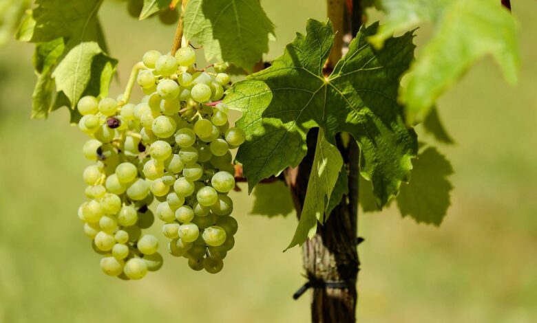 Pflege von Weinreben – Schnitt und Austrieb