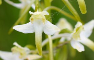 Zweiblättrige Waldhyazinthe