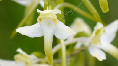 Zweiblättrige Waldhyazinthe