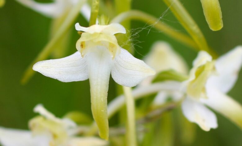Zweiblättrige Waldhyazinthe