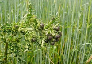 Ackerkratzdistel Bekämpfung – chemisch oder biologisch?
