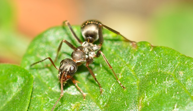 Ameisen im Rasen bekämpfen