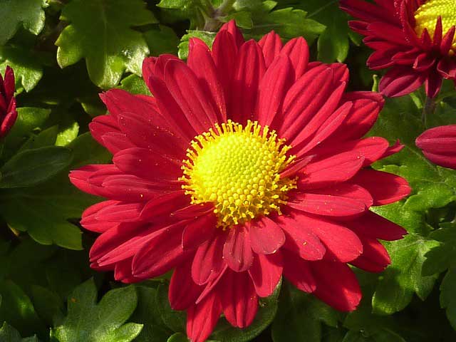 Chrysanthemen winterhart und spätblühend