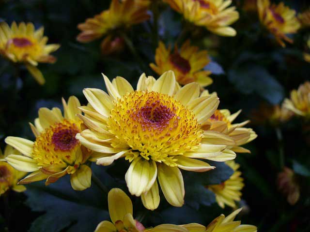 Chrysanthemen schneiden sich relativ leicht