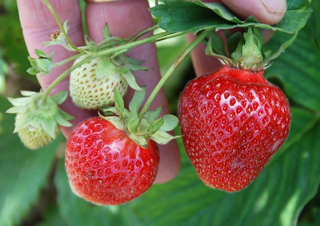 Bewährte Sorten für den Erdbeeren Anbau