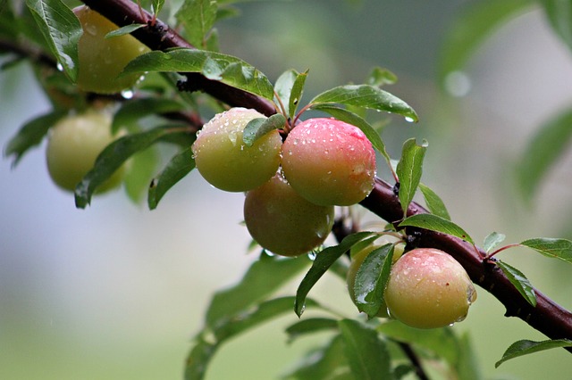 Pflaumenbaum Pflege und Schnitt