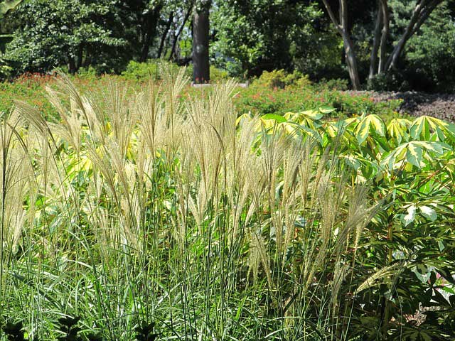 Gartenpflanzen Pampasgras geschnitten für gesundes nachwachsen