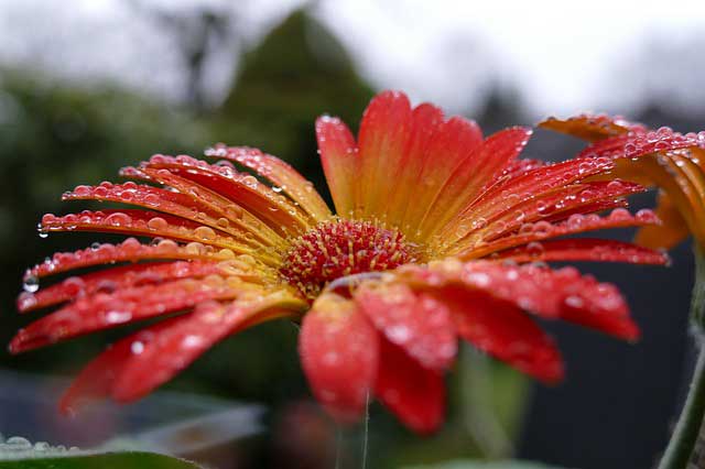 Gerbera winterhart oder drinnen überwintern lassen?