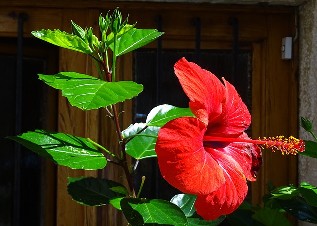 Hibiskus im Garten oder als Zimmerpflanze dienen in der Blüte als exotischer Blickfang