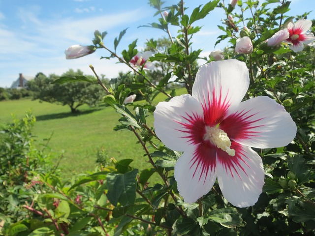 Hibiskus Pflege bringt wunderschöne Blüten hervor