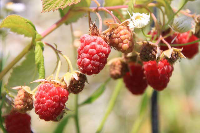 Himbeeren schneiden - Frühling ist die beste Zeit