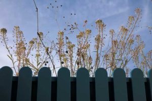 Hirtentäschel bekämpfen – Mittel und Methoden gegen das Hirtentäschelkraut