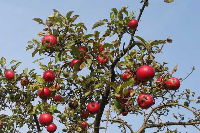 Historische Obstsorten