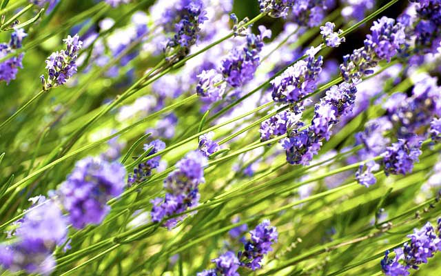 Lavendel Schneiden Anleitung Fur Den Ruckschnitt