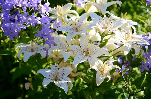 Lilien Gießen und Düngen