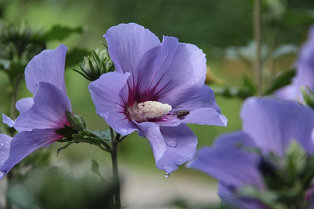 Die Blüte der Malve ähnelt dem Hibiskus der ebenfalls zu den Malvengewächsen zählt.