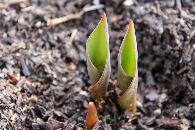 Mulchen als Bodenpflege: Der Mulch macht’s