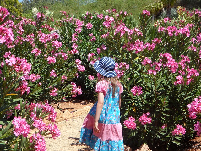Oleander schneiden gehört zur Oleander Pflege