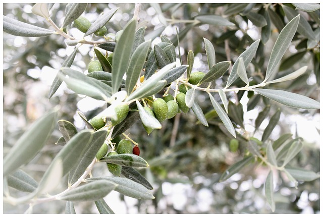 Olivenbaum schneiden – Anleitung zur Pflege
