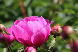 Pfingstrosen schneiden – So geht es richtig!