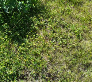 Unkrautvernichter für Rasen – Ziel Golfrasen oder Waldlichtung?