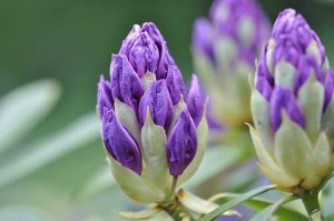 Rhododendron – richtig pflanzen und pflegen