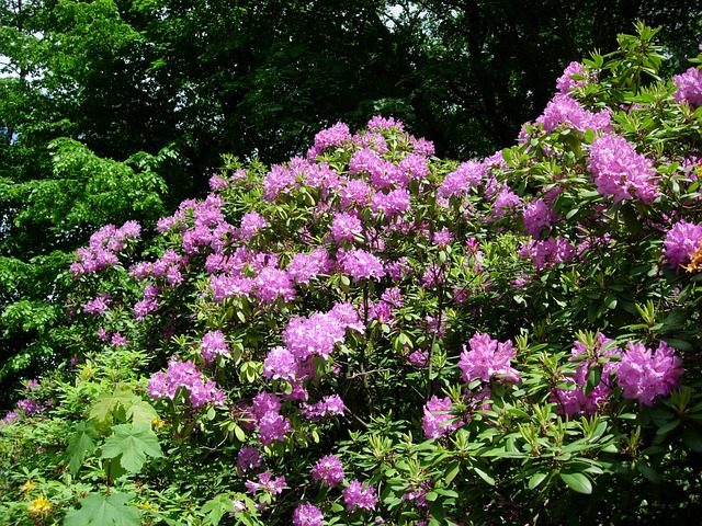 Rhododendron schneiden – Anleitung zur Pflege