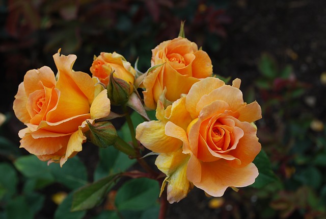 Was ist wichtig beim Rosen pflanzen?