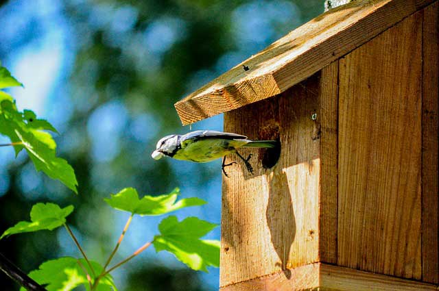 Das Vogelhaus als Futterplatz