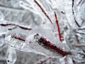 Winterschutzvlies – Pflanzen wirksam vor Frost schützen